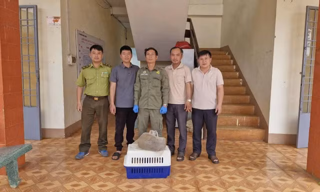 'Báu vật Sách Đỏ' nặng 4kg xuất hiện trong vườn nhà dân ở Đồng Nai