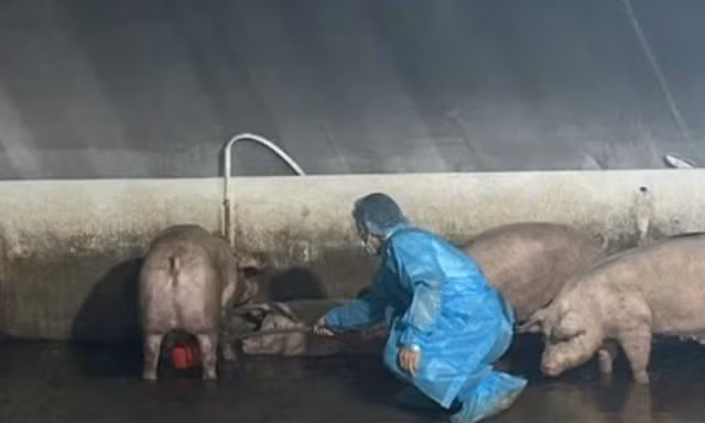Hàng trăm con heo nghi 'dính' chất cấm Salbutamol 