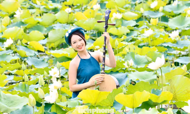 Đắm đuối mùa sen Hà Nội