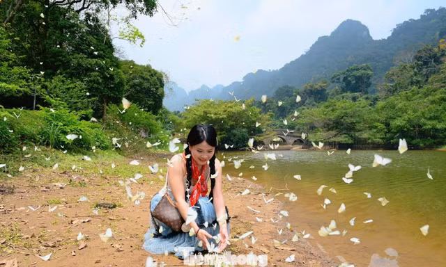 Đặc biệt mùa bướm Cúc Phương