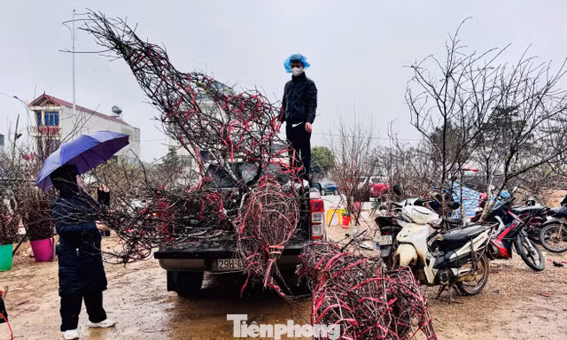 Người Hà Nội đội mưa rét lên Sơn La 'săn' đào cổ chơi Tết