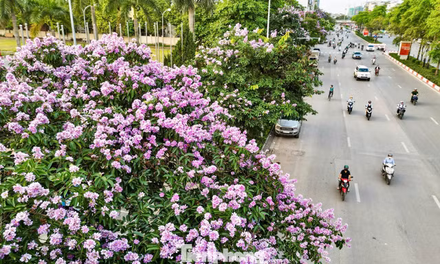 Hoa bằng lăng nhuộm tím Hà Nội