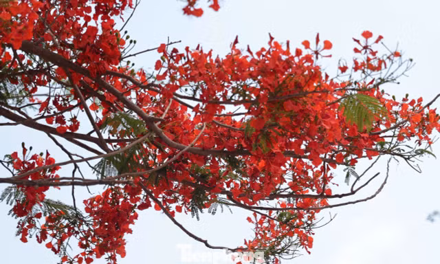 Hà Nội rực rỡ sắc màu phượng vĩ, hoàng yến 