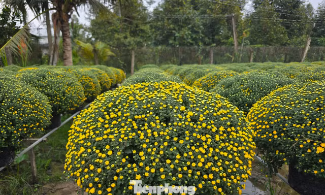 Thủ phủ hoa kiểng Vĩnh Long vào vụ Tết, cúc mâm xôi hút hàng