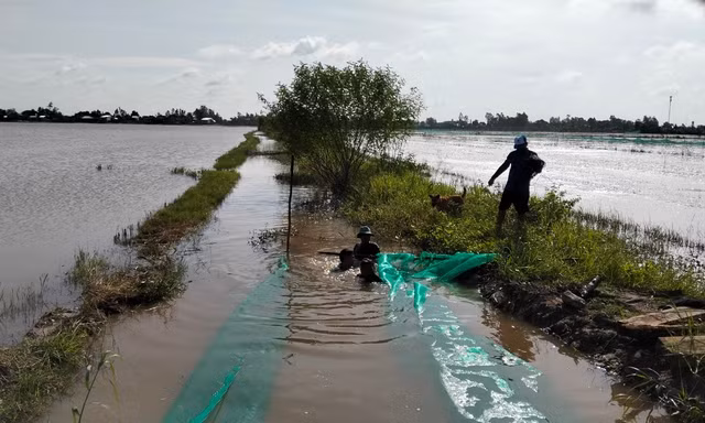 Người dân đầu nguồn lũ miền Tây bảo vệ nguồn lợi cá đồng
