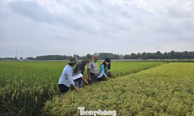 Gạo phát thải thấp: Tuyệt đối tránh 'con sâu làm rầu nồi canh' 