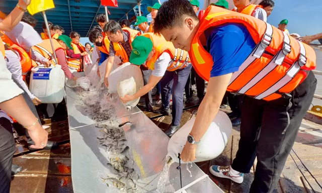 Thả hơn 215.000 cá giống xuống sông Hậu tái tạo nguồn lợi thủy sản ĐBSCL
