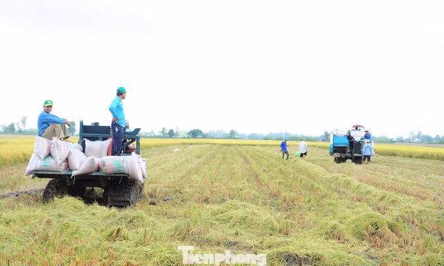 Nông dân hợp tác xã Tiến Thuận đòi lại lúa do doanh nghiệp chưa thanh toán gần 1,6 tỷ đồng...