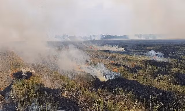 Tử vong do ngạt khói khi đốt rơm rạ ngoài đồng