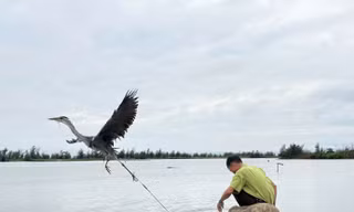 Cao điểm ngăn chặn săn bắt, buôn bán chim hoang dã