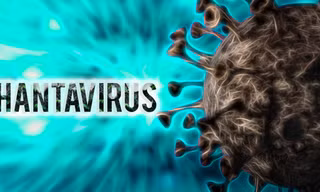 Bộ Y tế thông tin về virus Hanta gây bệnh nặng lây từ chuột sang người