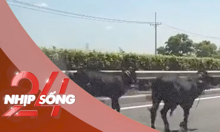 NHỊP SỐNG 24: Lý do 4 con bò đi vào được cao tốc TPHCM - Long Thành
