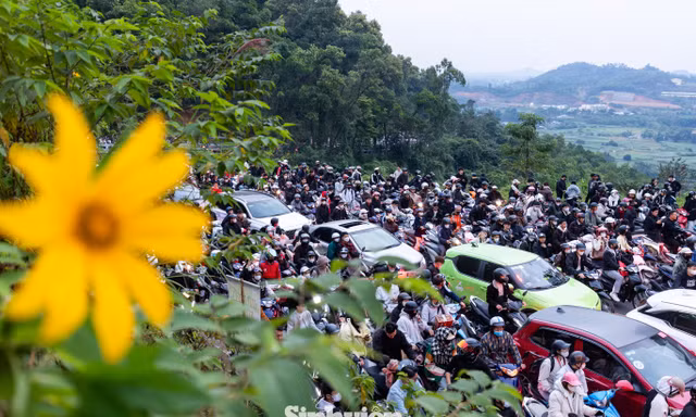 'Biển người' đổ về Ba Vì: Bạn trẻ dậy từ 2 giờ sáng để kịp check in hoa Dã Quỳ