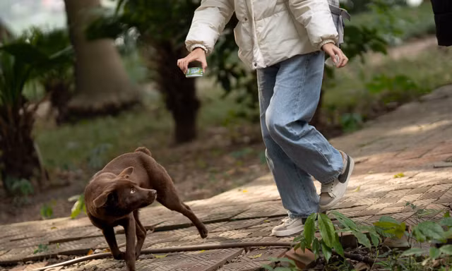 Sự thật về ‘đảo mèo’ nằm giữa hồ Bảy Mẫu, công viên Thống Nhất