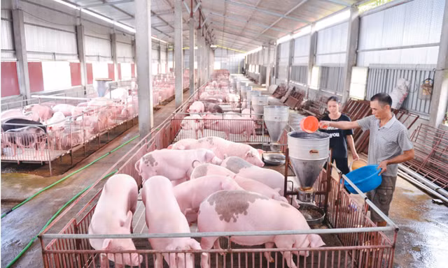 Giá lợn hơi liệu có 'sốt' dịp Tết Nguyên đán?