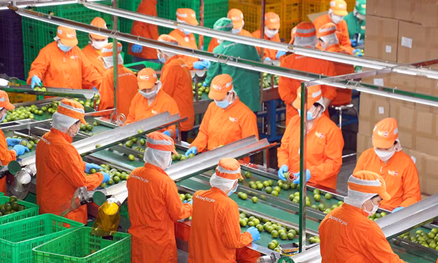 EU giảm gần 50% cảnh báo vi phạm với nông sản Việt