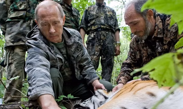 Tổng thống Nga Putin tặng bốn con hổ cho nước láng giềng