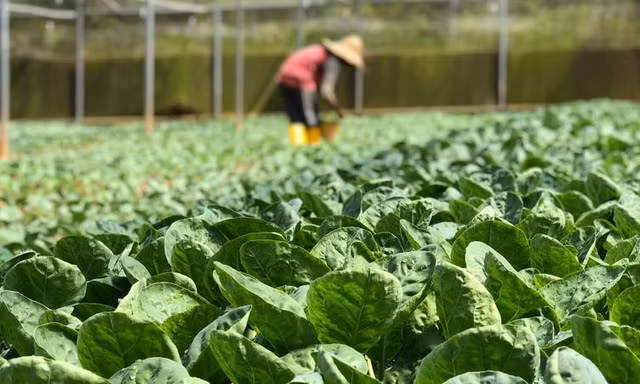 Rau VietGAP phủ chưa tới 1% diện tích, Bộ Nông nghiệp xây dựng tiêu chuẩn mới