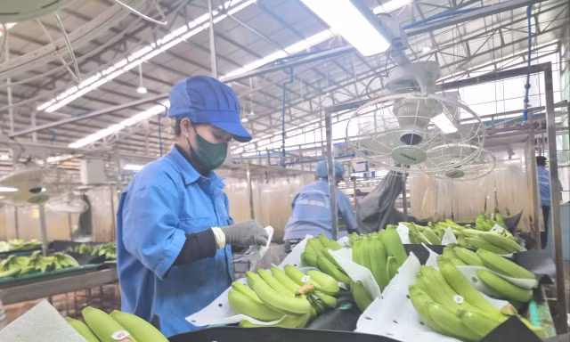 Dự báo mặt hàng rau quả mới sẽ gia nhập 'câu lạc bộ' tỷ USD