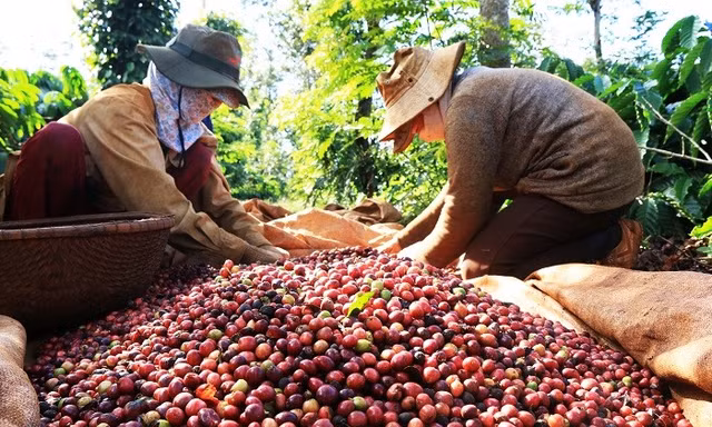 Miễn thuế đối ứng, nhiều nông sản Việt có cơ hội xuất sang Mỹ