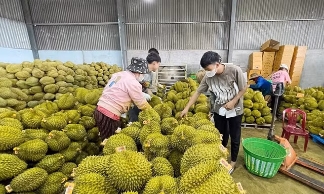 Giá sầu riêng phân hoá rõ trong bối cảnh nhiều khu vực vào chính vụ.