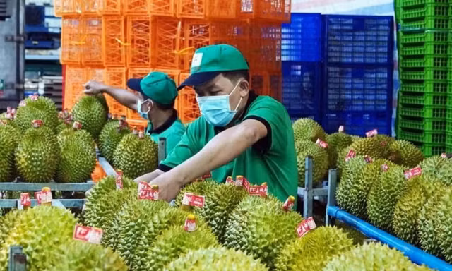 Xuất khẩu sầu riêng cao nhất từ trước đến nay