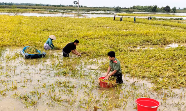 Chủ tịch xã cùng bộ đội, công an lội ruộng gặt lúa chạy lũ giúp dân