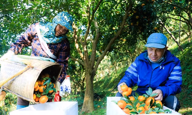 'Đánh thức' quýt cổ Nam Sơn giúp người dân đổi đời