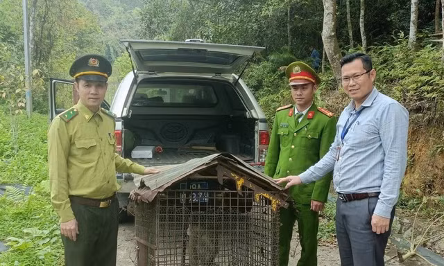Động vật nguy cấp được thả về rừng Tam Đảo