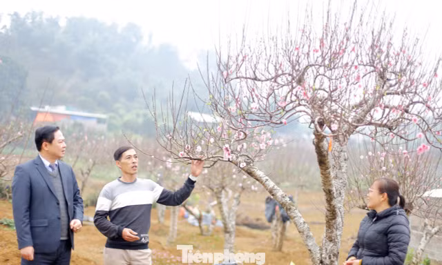 Về vùng lòng hồ Hòa Bình ngắm đào cổ thức giấc đón xuân