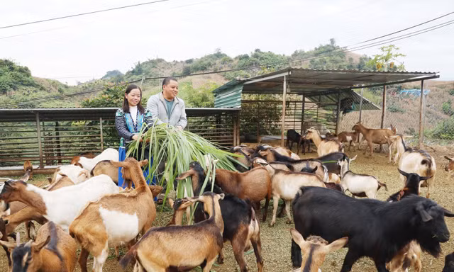 Hành trình vượt nghèo khó của thanh niên người Mông nơi rẻo cao Tây Bắc