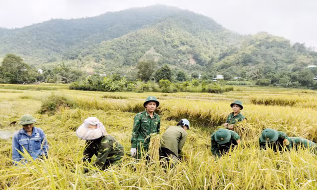 Tuổi trẻ Biên phòng Sơn La giúp dân thu hoạch lúa, ngô tránh thời tiết bất thường