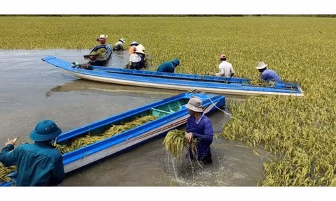 Nước lũ dâng cao, Tây Ninh khẩn cấp hỗ trợ người dân bảo vệ mùa màng
