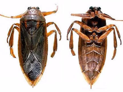 Con cà cuống