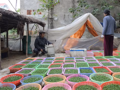Xóm sợ Tết