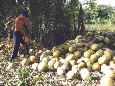 Hái dừa khô ở Tiền Giang