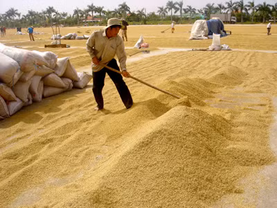 Nông dân bảo lỗ, VFA nói có lời