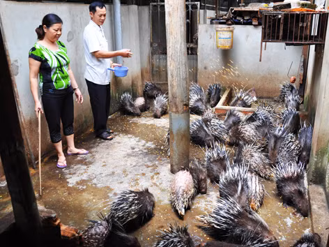 Chiêu thoát khó của Êm “Bảy Món”