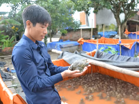 Cử nhân… ếch