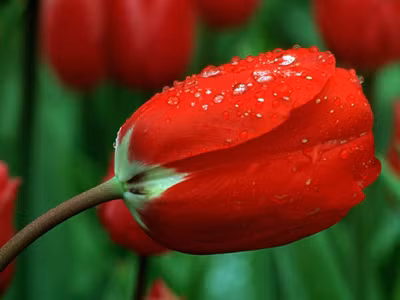 Vũ điệu của mùa xuân