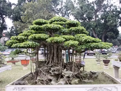 'Siêu cây' chết cùng đại gia