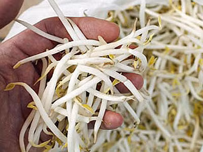 Tìm E.coli trên giá đỗ, nông dân Đức điêu đứng