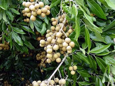Hà Nội: Nhãn muộn vào mùa, thương lái "săn" hàng