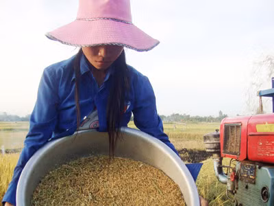 Cứu đói… giữa mùa gặt