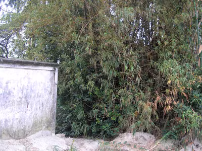 Trót dại có con, học sinh lớp 12 bỏ con trong bụi tre