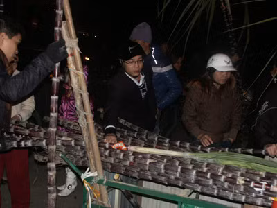 Đêm giao thừa, mía đắt như... tôm tươi