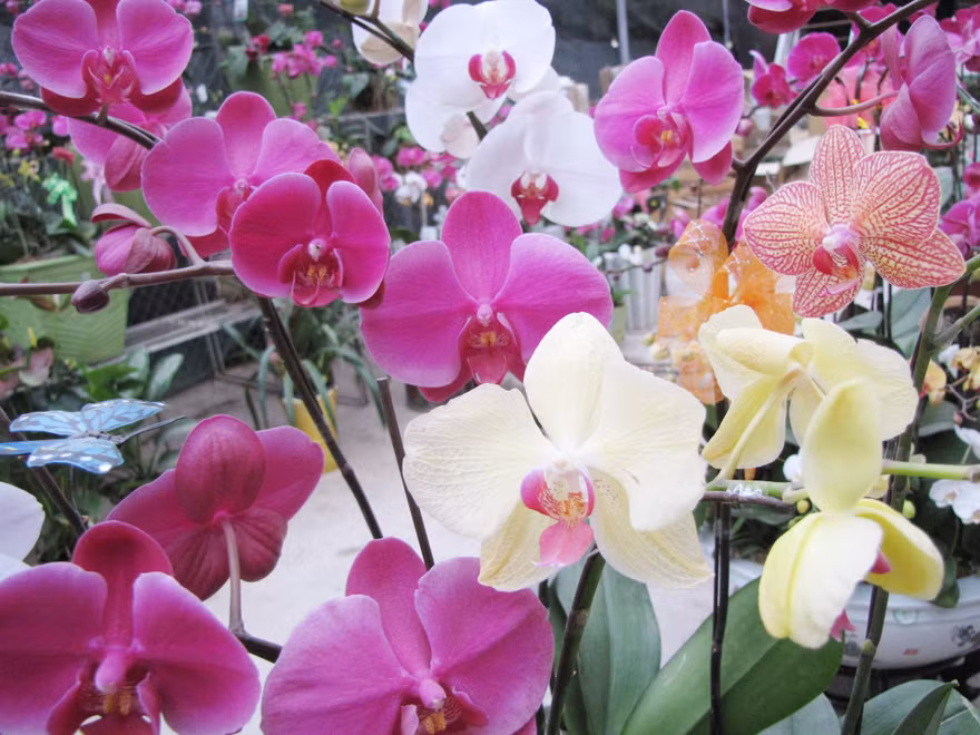 Đẹp sững sờ với hoa xuân tại Hà Nội