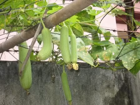 Ăn mướp chống ung thư