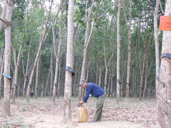 Mô Ray bừng thức
