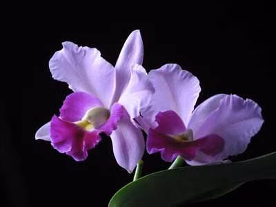 Triệu phú phong lan